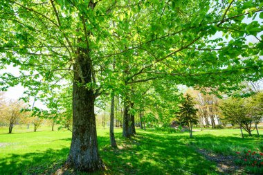 Yaz ormanında yeşil yapraklar