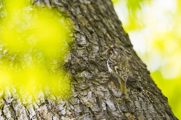 Ιαπωνικό Πυγμαίος Τρυποκάρυδος Στο Δάσος — Φωτογραφία Αρχείου