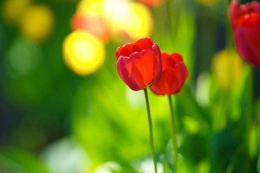 Hokkaido ilkbaharında lale bahçesi