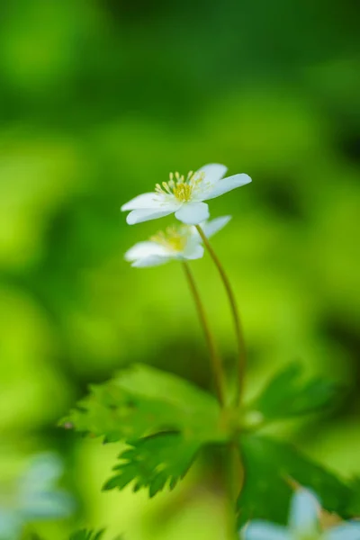 Měkký Větrný Květ Jaře Hokkaido — Stock fotografie