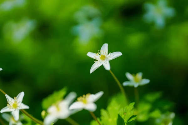 Viento Suave Primavera Hokkaido —  Fotos de Stock