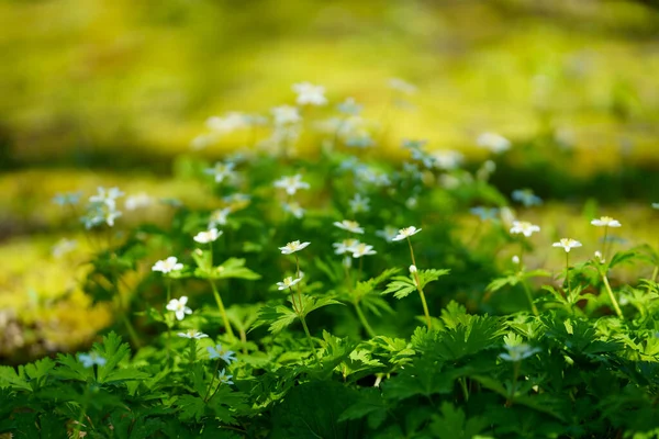 Windflower Macio Primavera Hokkaido — Fotografia de Stock