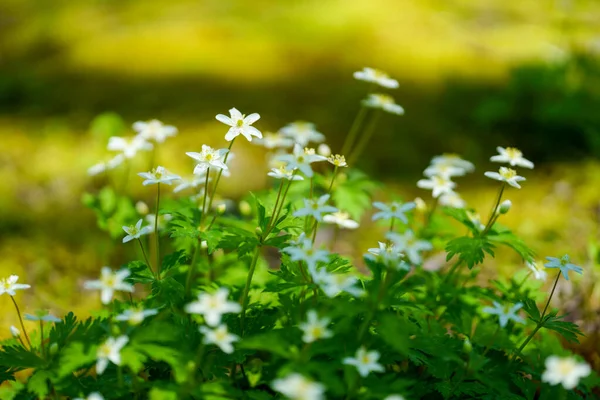 Viento Suave Primavera Hokkaido —  Fotos de Stock