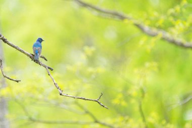 Bahar Ormanı 'nda mavi ve beyaz sinekkapan