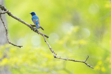 Bahar Ormanı 'nda mavi ve beyaz sinekkapan