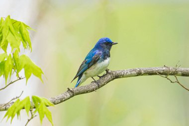 Bahar Ormanı 'nda mavi ve beyaz sinekkapan