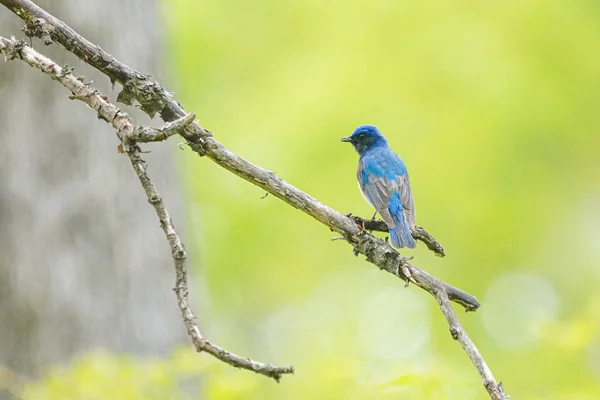 Blå Och Vit Flugsnappare Vårskogen — Stockfoto