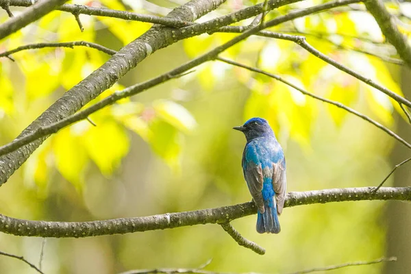 Blå Och Vit Flugsnappare Vårskogen — Stockfoto