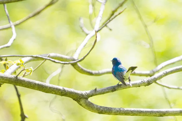 Blå Och Vit Flugsnappare Vårskogen — Stockfoto