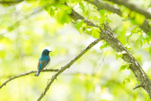 Blå Och Vit Flugsnappare Vårskogen — Stockfoto