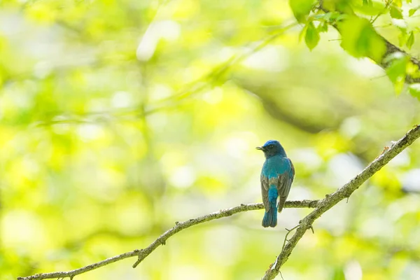 Moucherolle Bleu Blanc Dans Forêt Printanière — Photo