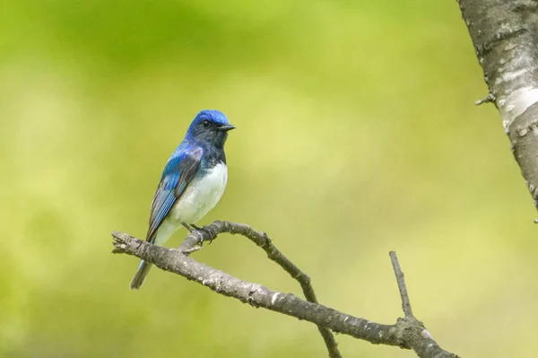 Blå Och Vit Flugsnappare Vårskogen — Stockfoto