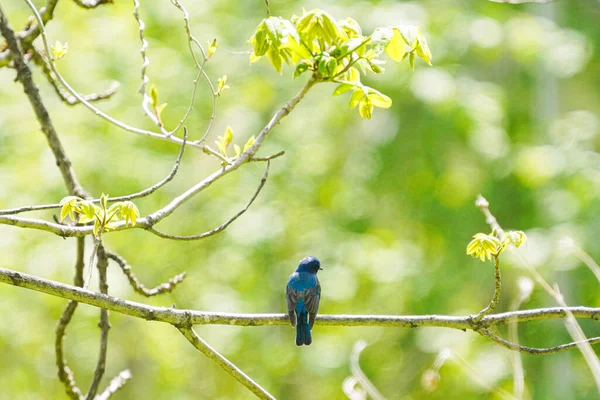 Azul Branco Flycatcher Floresta Primavera — Fotografia de Stock