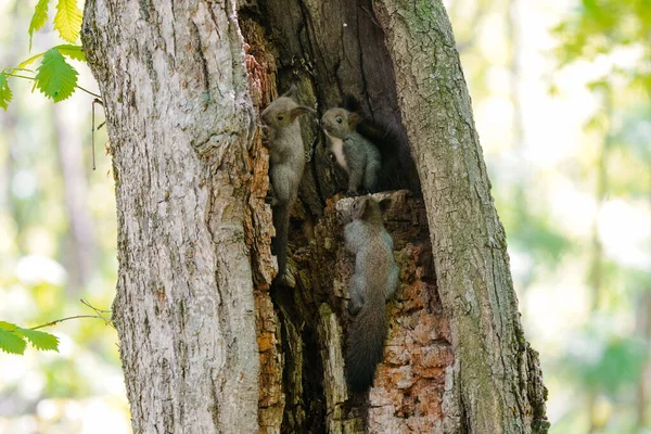 Wiewiórka Brat Wiosenny Hokkaido — Zdjęcie stockowe