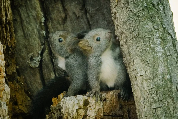 Squirrel Brother Spring Hokkaido — Stock Photo, Image