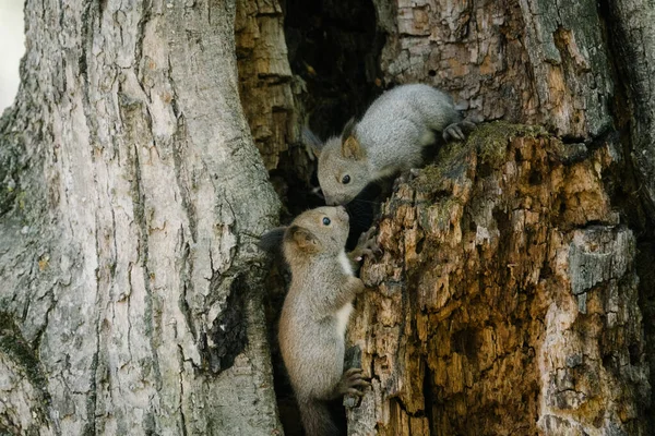 Wiewiórka Brat Wiosenny Hokkaido — Zdjęcie stockowe