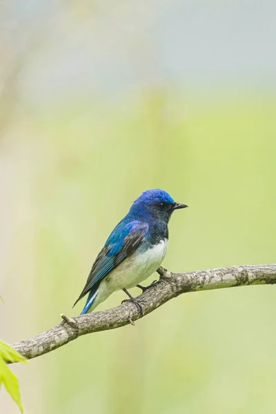 Blå Och Vit Flugsnappare Vårskogen — Stockfoto