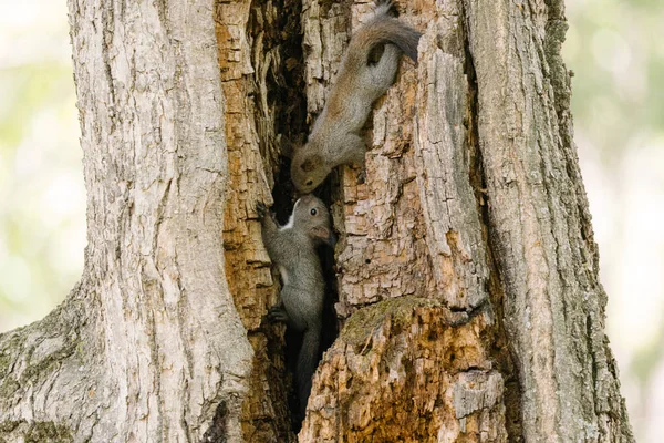 Squirrel Brother Spring Hokkaido — Stock Photo, Image