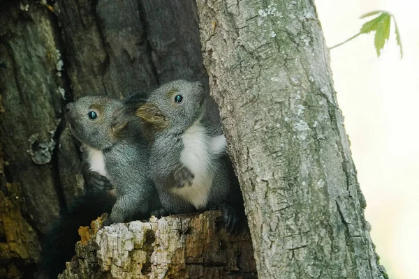Squirrel Brother Spring Hokkaido — Stock Photo, Image