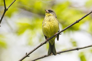 ilkbaharda hokkaido 'da siyah yüzlü kiraz kuşu
