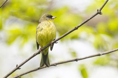ilkbaharda hokkaido 'da siyah yüzlü kiraz kuşu