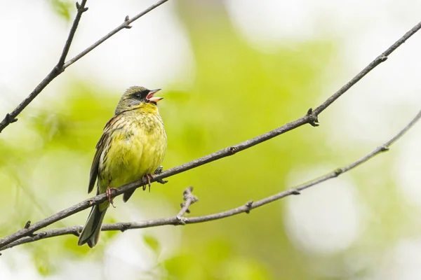 Schwarzbuntbarsche Frühling Hokkaido — Stockfoto