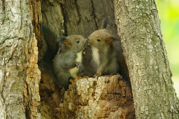 Squirrel Brother Spring Hokkaido — Stock Photo, Image