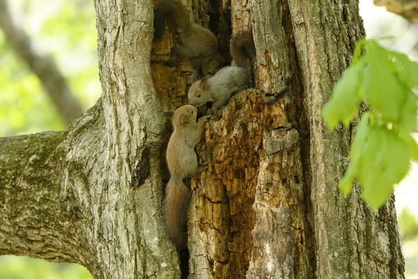 Squirrel Brother Spring Hokkaido — Stock Photo, Image