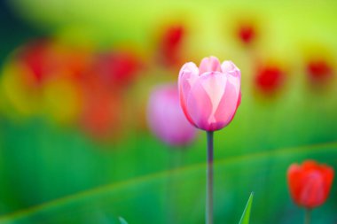 Hokkaido ilkbaharında lale bahçesi