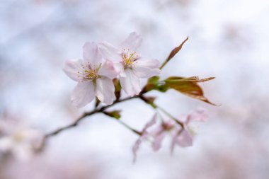 Bahar Hokkaido 'da kiraz çiçekleri