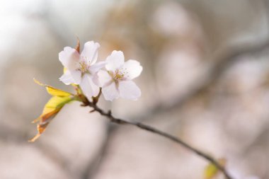 Bahar Hokkaido 'da kiraz çiçekleri