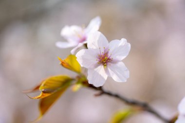 Bahar Hokkaido 'da kiraz çiçekleri