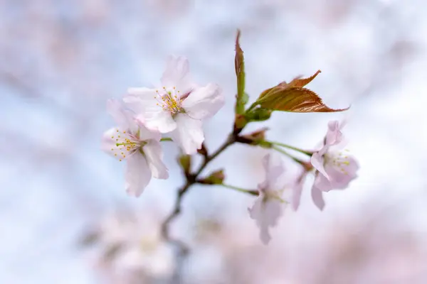 Cherry Blossoms Spring Hokkaido — Stock Photo, Image