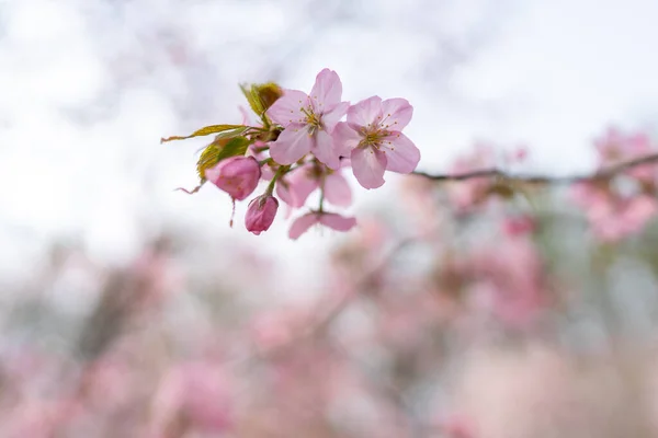 Fiori Ciliegio Primavera Hokkaido — Foto Stock