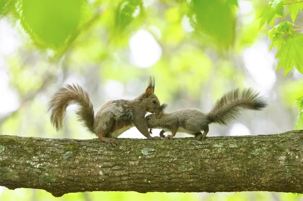 Hugging Squirrel Parent Child — Stock Photo, Image