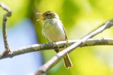 İlkbaharda Hokkaido 'da Doğu Taç Giyen Yaprak Bülbülü
