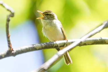 İlkbaharda Hokkaido 'da Doğu Taç Giyen Yaprak Bülbülü
