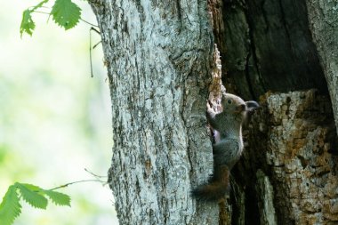 Yuvadaki sincap çocuk