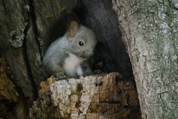 Eichhörnchen Kind Nest — Stockfoto