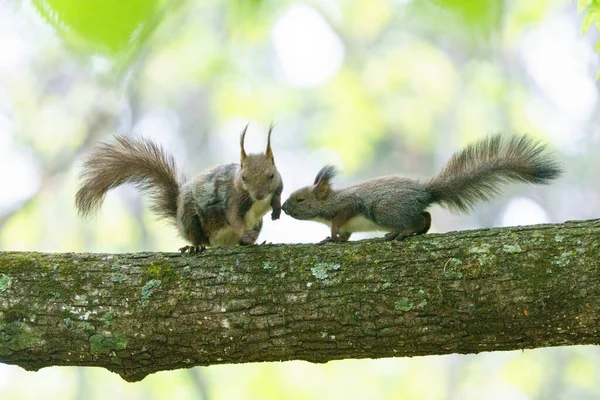 Ekorre Förälder Och Barn Trädet — Stockfoto