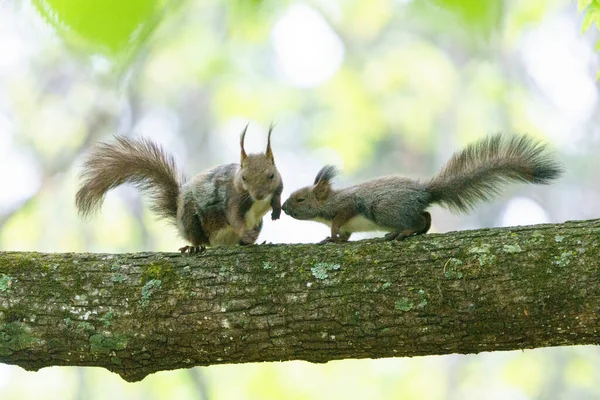 Eichhörnchen Eltern Und Kind Auf Dem Baum — Stockfoto