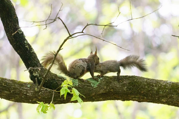 Scoiattolo Genitore Figlio Sull Albero — Foto Stock