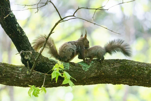 Scoiattolo Genitore Figlio Sull Albero — Foto Stock