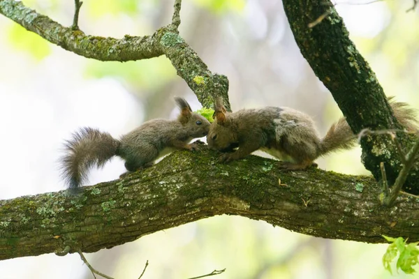 Rodzic Dziecko Wiewiórki Drzewie — Zdjęcie stockowe