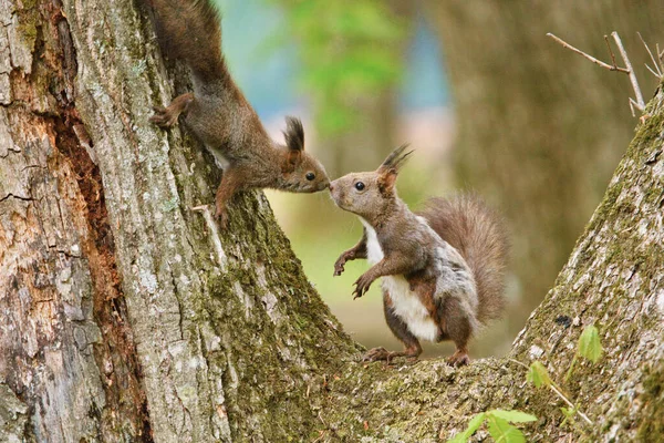 Rodzic Dziecko Wiewiórki Drzewie — Zdjęcie stockowe