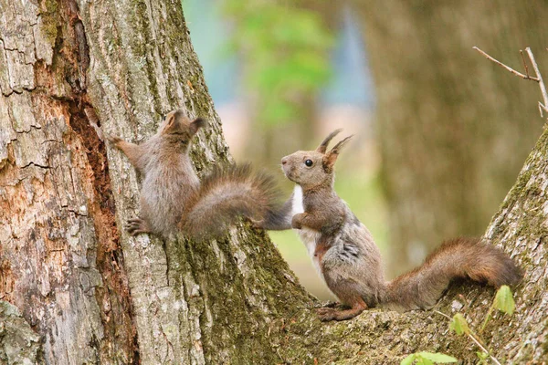 Tupai Orang Tua Dan Anak Pohon — Stok Foto