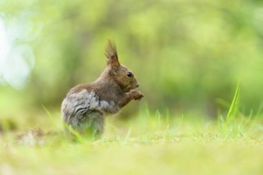 Bahar ormanında bir sincap
