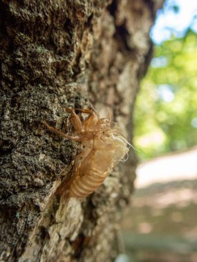 Ağustos Böceği kabuğu ormanda