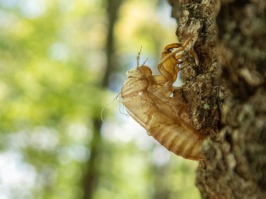 Ağustos Böceği kabuğu ormanda
