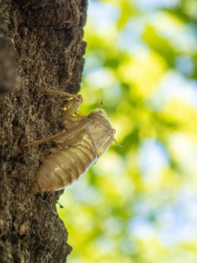Ağustos Böceği kabuğu ormanda